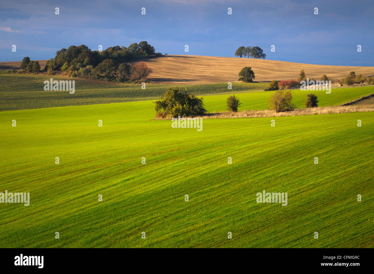 USA (Oregon), comté de Polk, vue sur les collines verdoyantes Banque D'Images