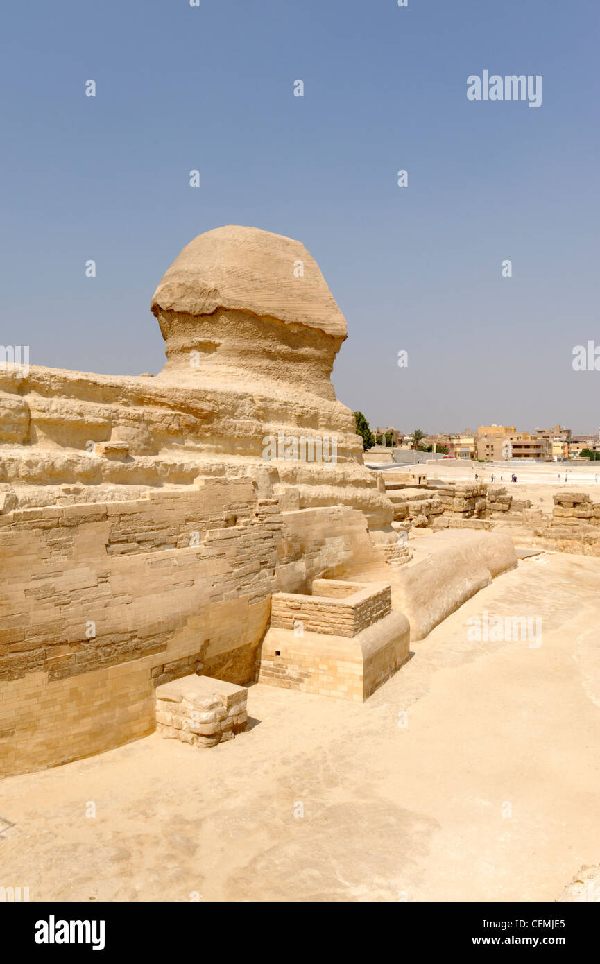 Gizeh. Le Caire. L'Égypte. Vue sur les 24 mètres de haut grand Sphinx coupé d'rock unique qui monte la garde à l'approche de la Giza Banque D'Images