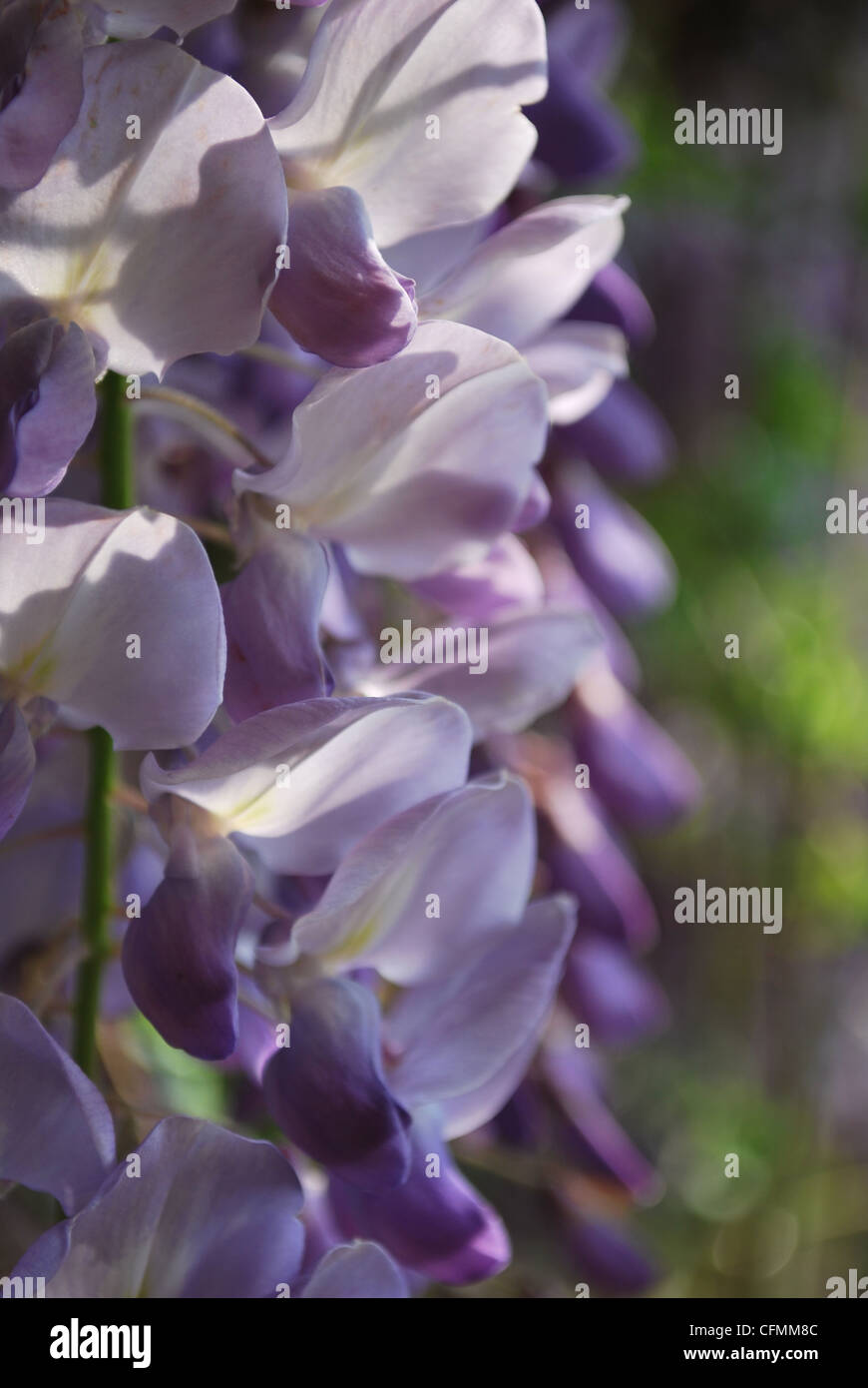 Détail de fleurs glycine violette dans une journée ensoleillée au printemps Banque D'Images