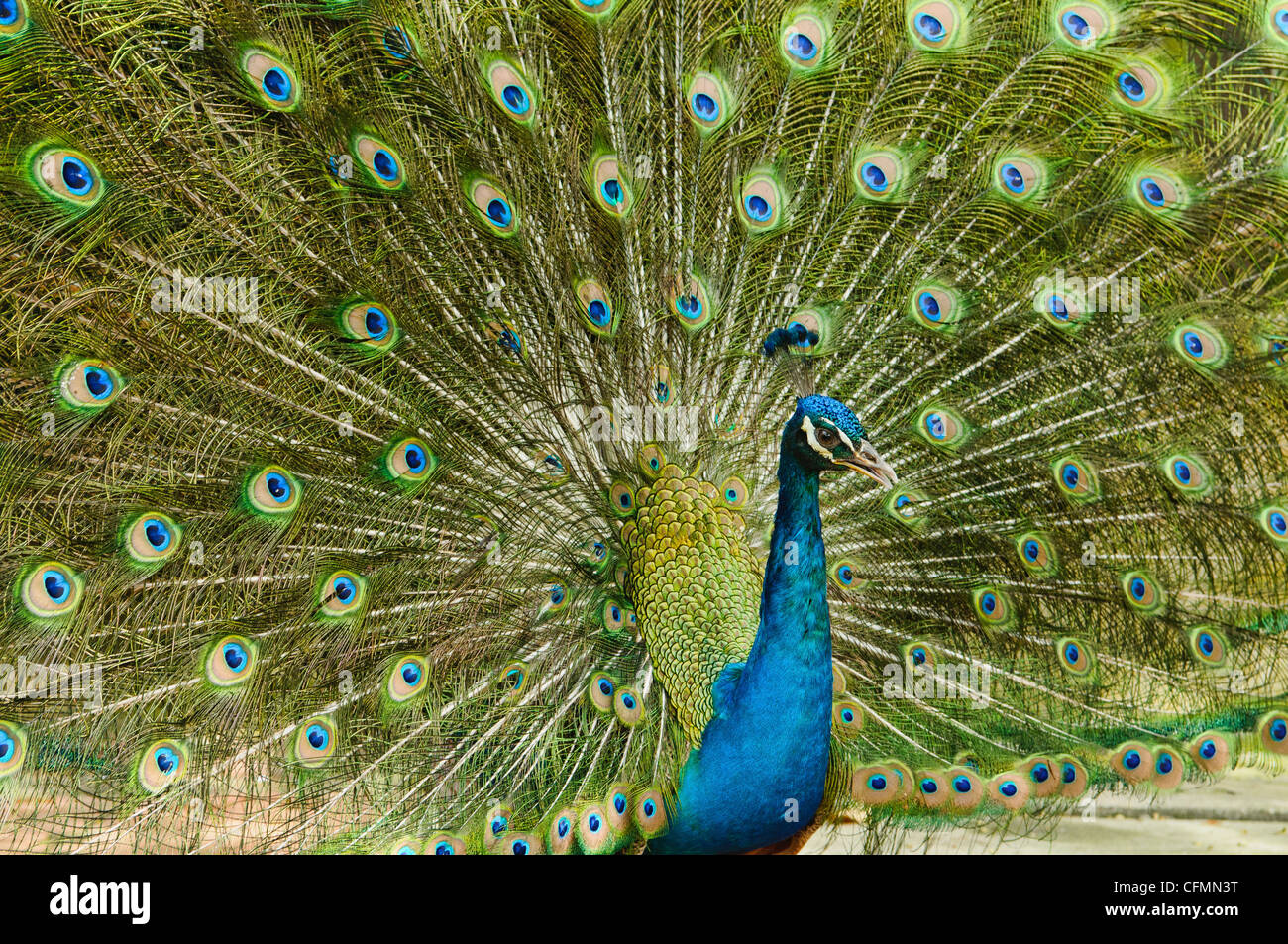 Paons bleu indien (pavo cristatus), Malaisie Banque D'Images