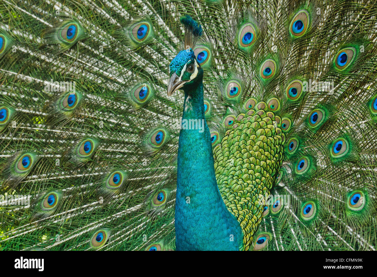 Paons bleu indien (pavo cristatus), Malaisie Banque D'Images