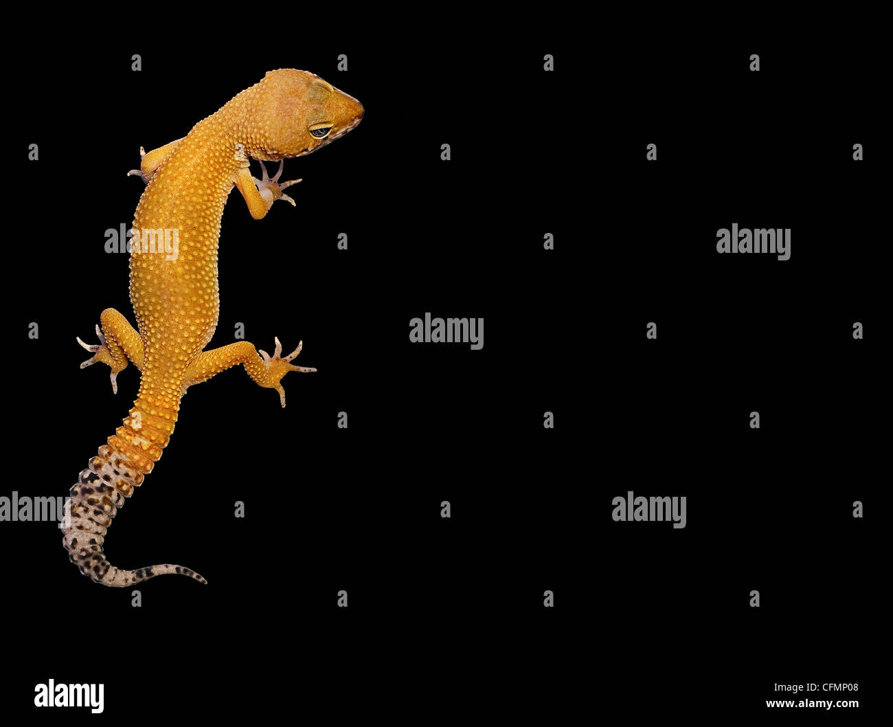 Gecko sur un fond noir avec une grande zone de texte pour animaux animaux Banque D'Images
