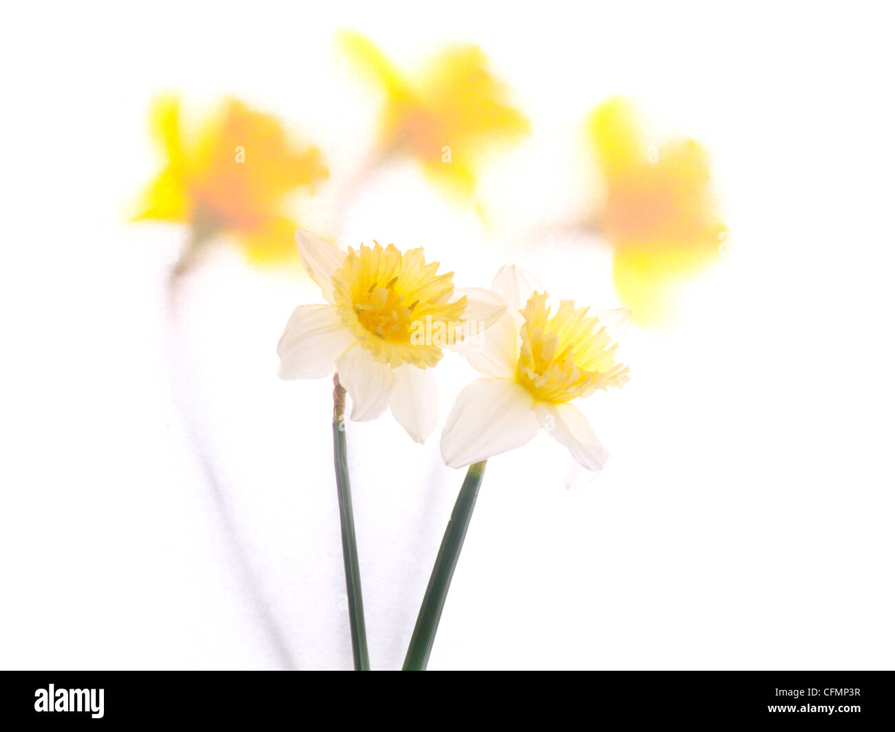 Jonquilles printemps Banque D'Images