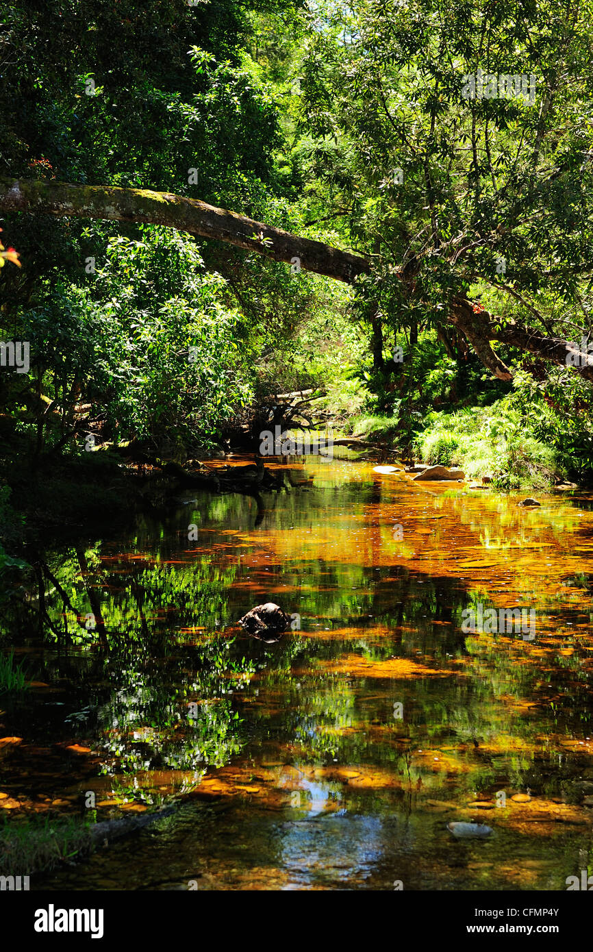 Jubilé Creek près de Knysna, sur la Garden Route Western Cape, Afrique du Sud Banque D'Images