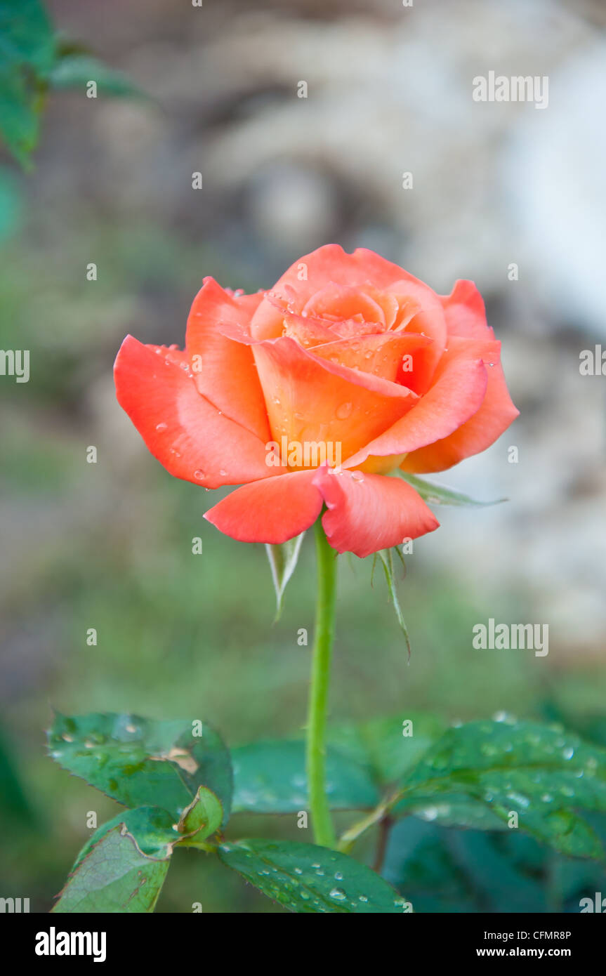 Rose Orange dans le jardin Banque D'Images