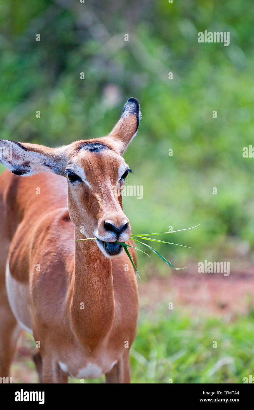 Antilope à Tsavo West, Kenya Banque D'Images