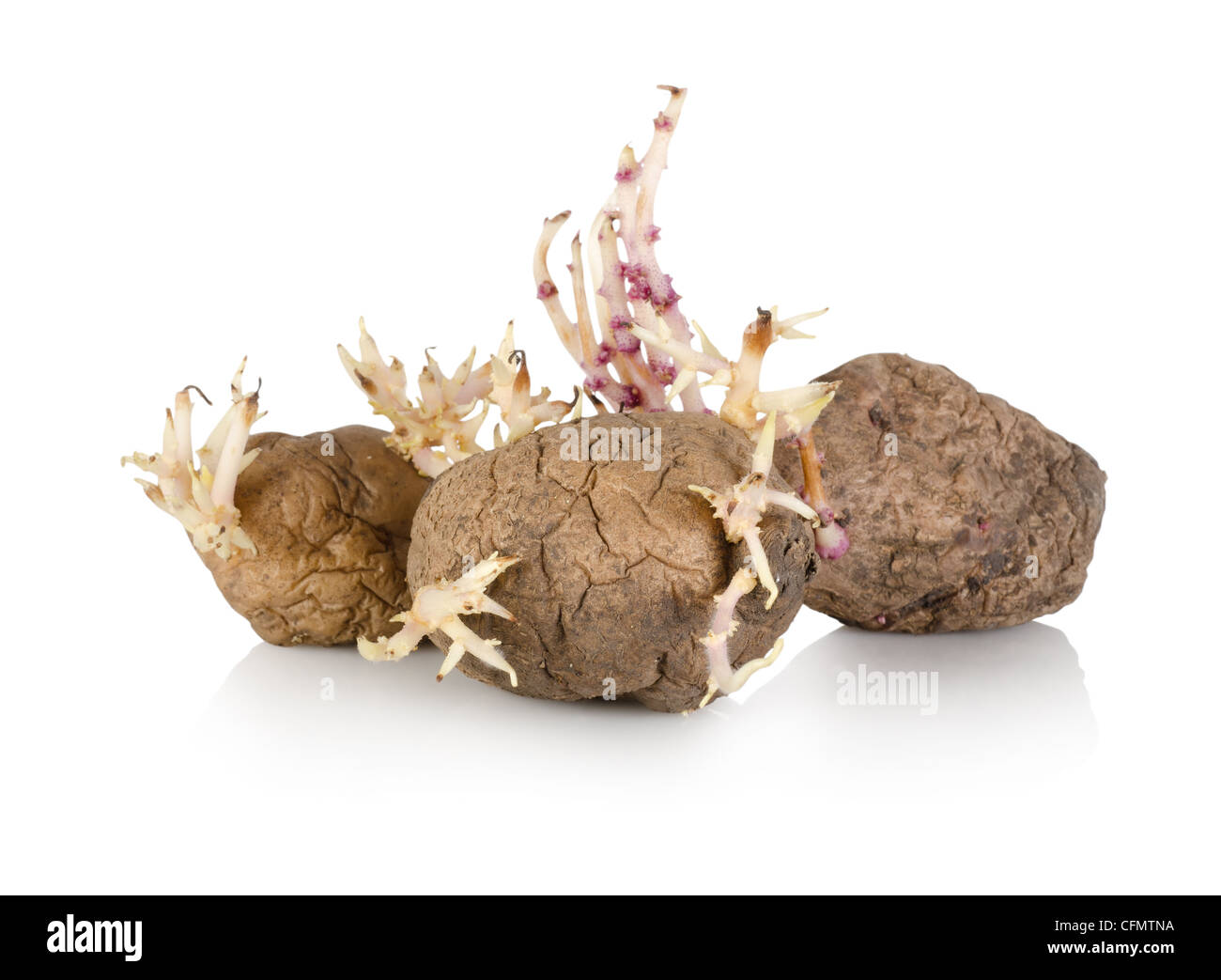 Une pomme de terre de germination mûrs isolé sur fond blanc Banque D'Images