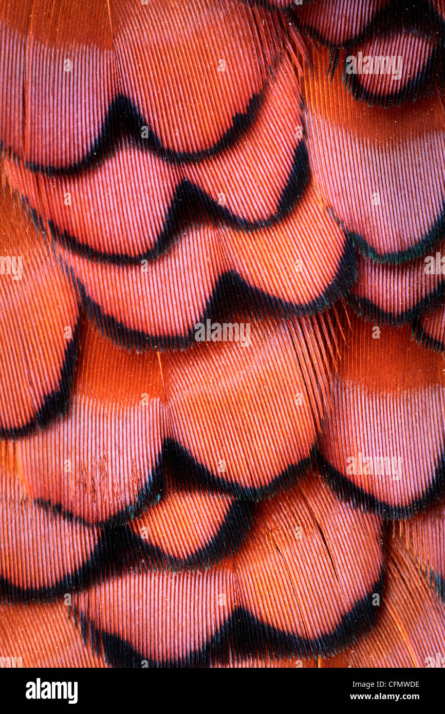 Close up du plumage d'un faisan mâle Banque D'Images