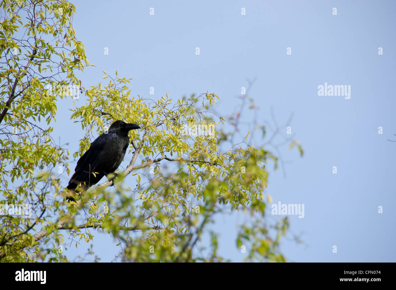 Crow Corvus macrorhynchos, jungle, assis sur une branche dans un arbre Banque D'Images