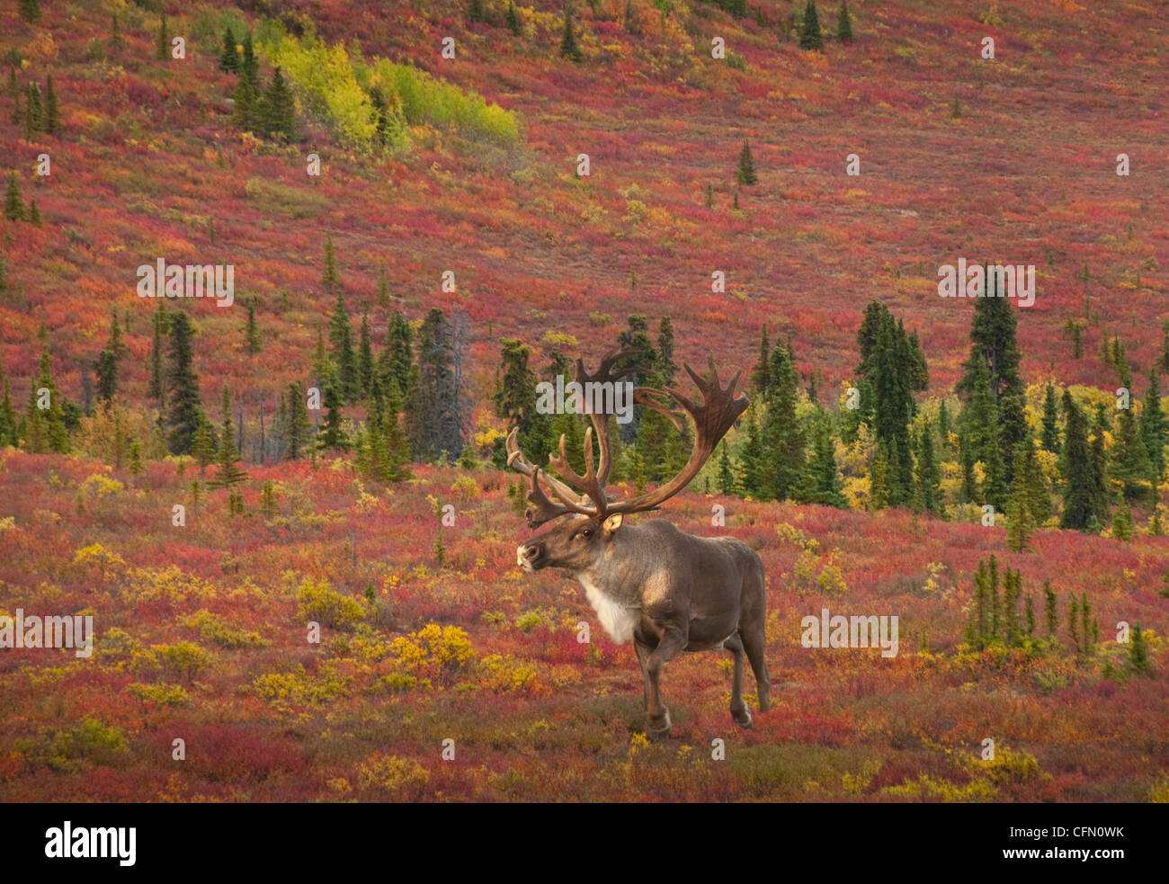 Le caribou (Rangifer tarandus) Bull, toundra d'Automne dans le parc national Denali, en Alaska. Banque D'Images