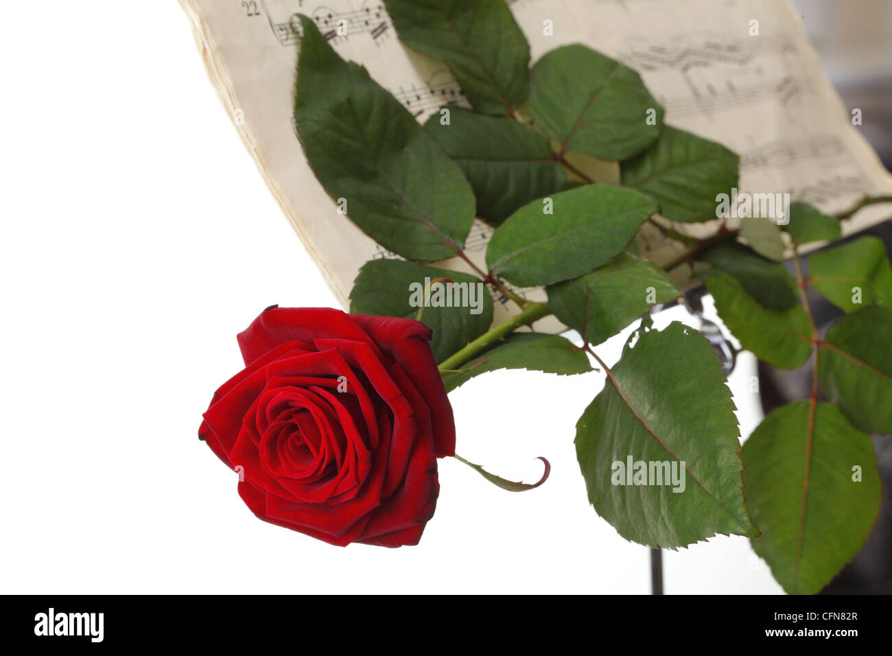 Rose rouge et vieux note notes aime la musique fond blanc Banque D'Images