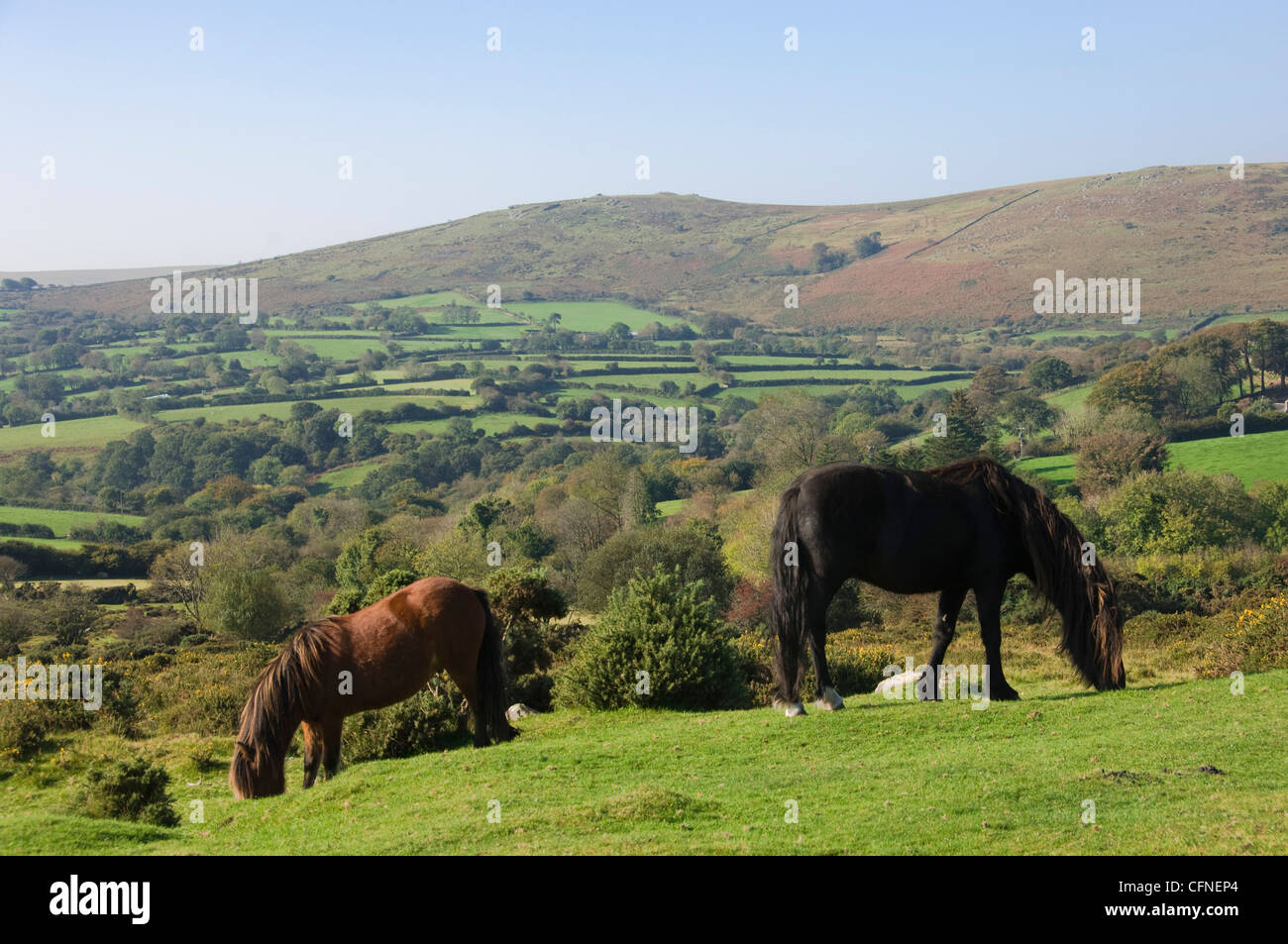 Le pâturage sur des poneys Dartmoor, Dartmoor National Park, Devon, Angleterre, Royaume-Uni, Europe Banque D'Images