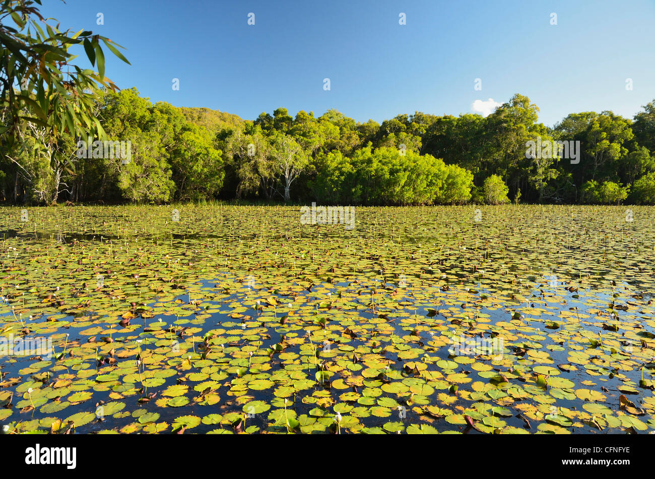 Keating's Lagoon, Cooktown, Queensland, Australie, Pacifique Banque D'Images