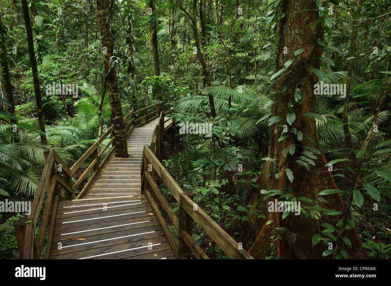 Grâce à la promenade, la forêt tropicale du Parc national de Daintree, UNESCO World Heritage Site, Queensland, Australie, Pacifique Banque D'Images