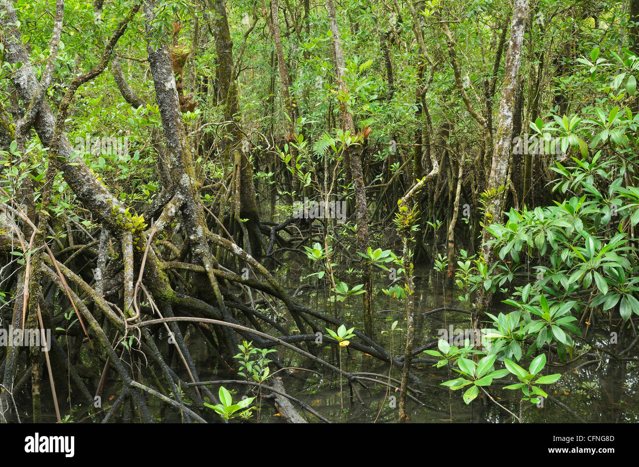 La forêt de mangrove, parc national de Daintree, UNESCO World Heritage Site, Queensland, Australie, Pacifique Banque D'Images