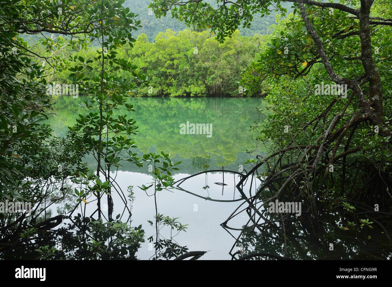La forêt de mangrove, parc national de Daintree, UNESCO World Heritage Site, Queensland, Australie, Pacifique Banque D'Images