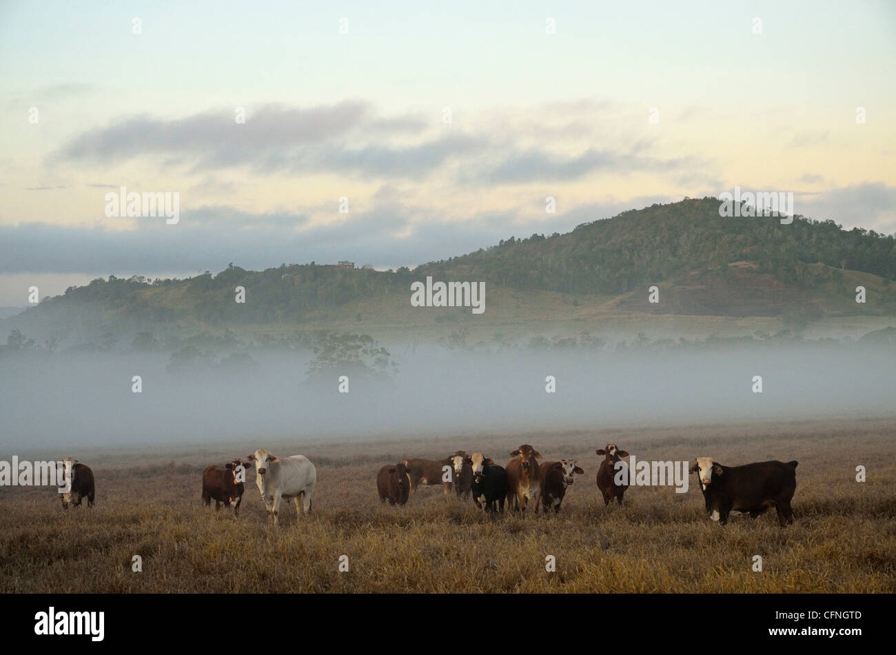 Terres agricoles sur matin brumeux, Atherton Tableland, Queensland, Australie, Pacifique Banque D'Images