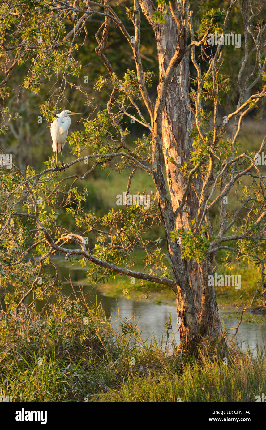 Grande aigrette, Tyto Wetlands, Ingham, Queensland, Australie, Pacifique Banque D'Images