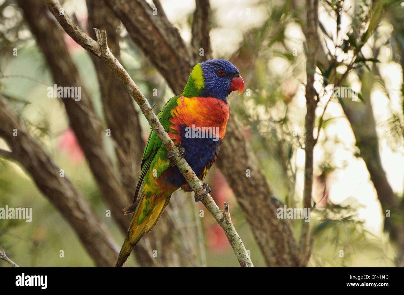 Rainbow lorikeet, Tyto Wetlands, Ingham, Queensland, Australie, Pacifique Banque D'Images