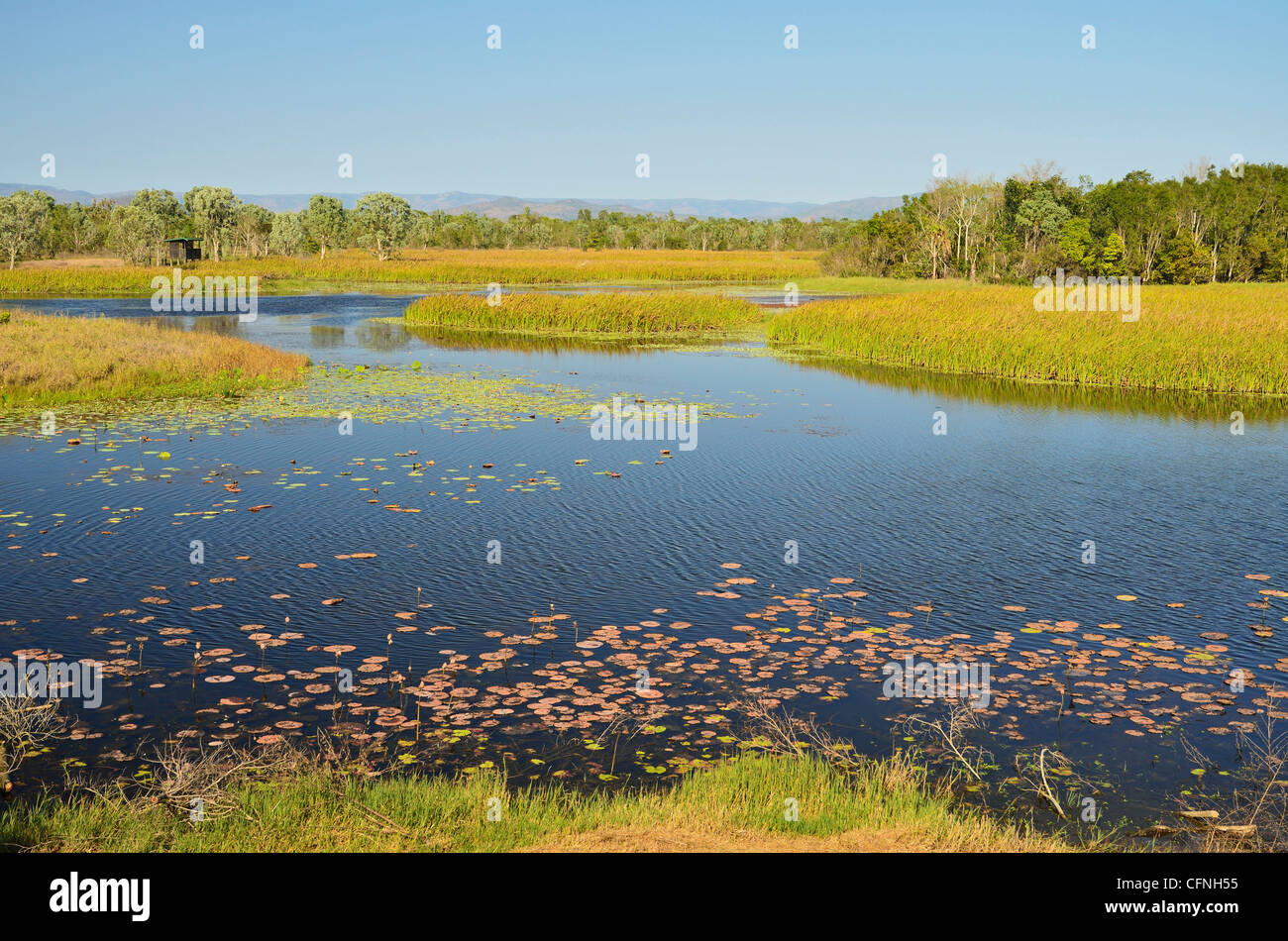 Tyto Wetlands, Ingham, Queensland, Australie, Pacifique Banque D'Images