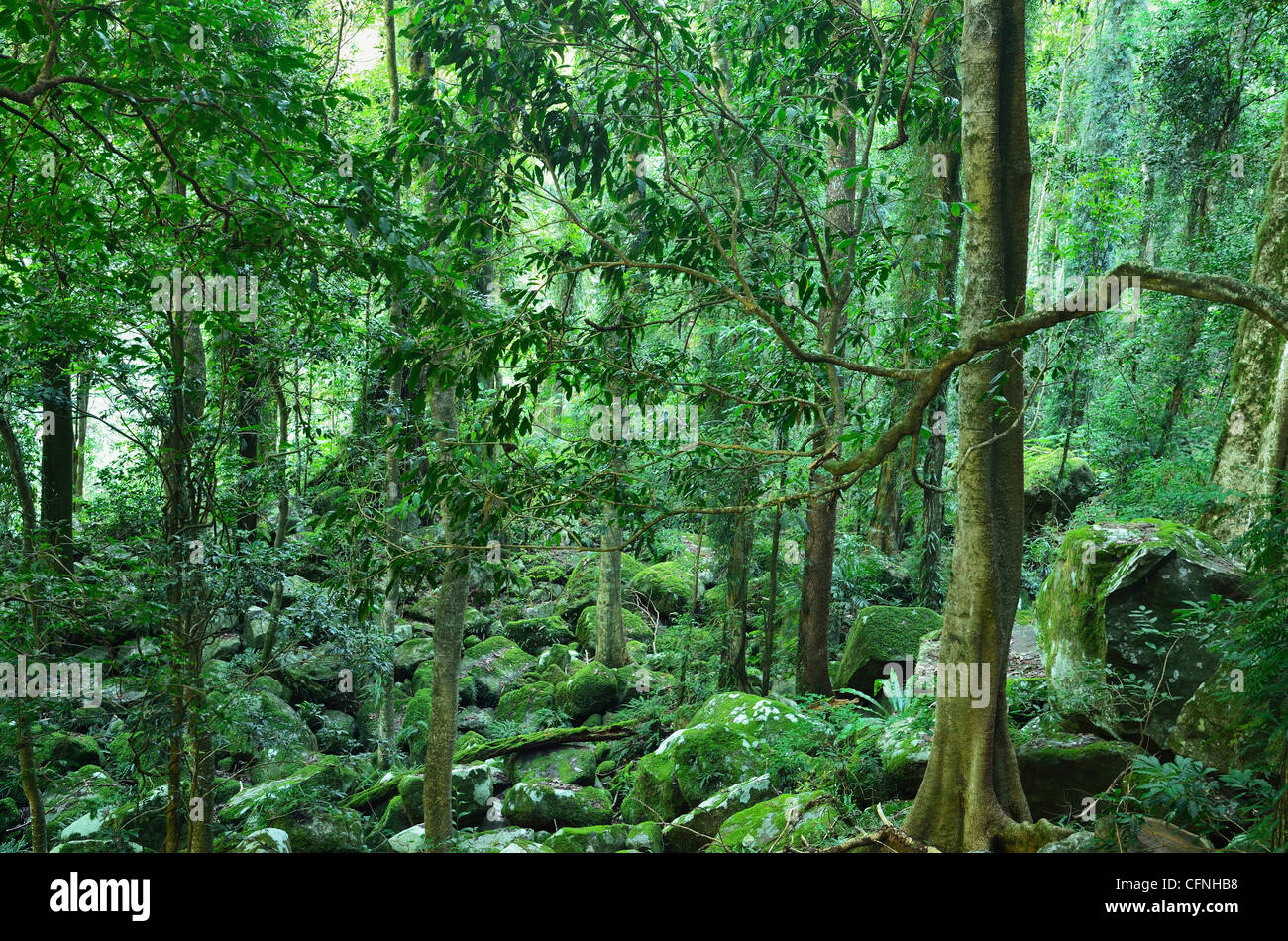 Forêt tropicale, Parc National de Dorrigo, New South Wales, Australie, Pacifique Banque D'Images