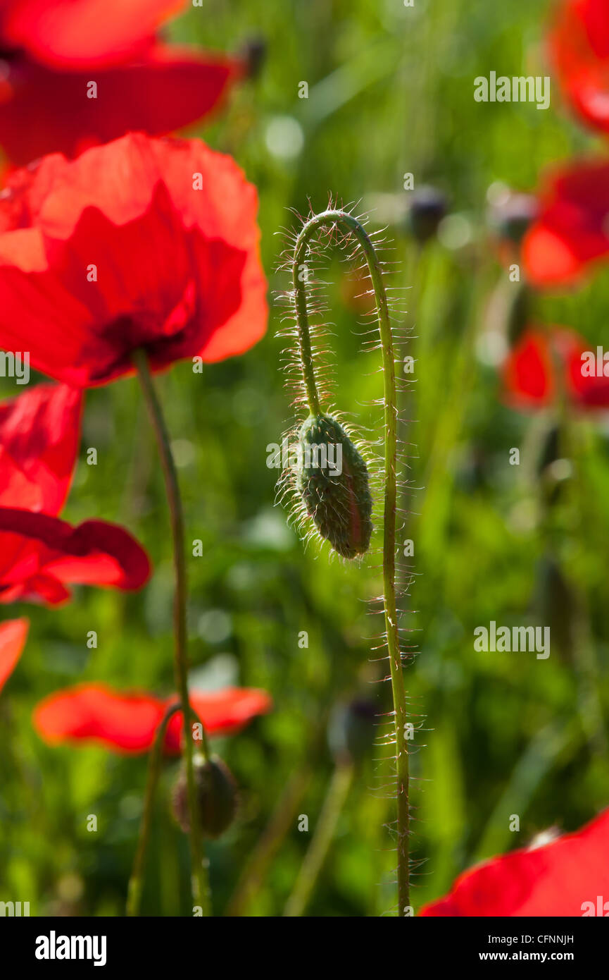 Un gros plan de quelques coquelicots poussant dans un champ près de Castiglione D'Orcia, Toscane, Italie. Le est un coquelicot en bouton et plusieurs fleurs de pavot avec du soleil. Banque D'Images