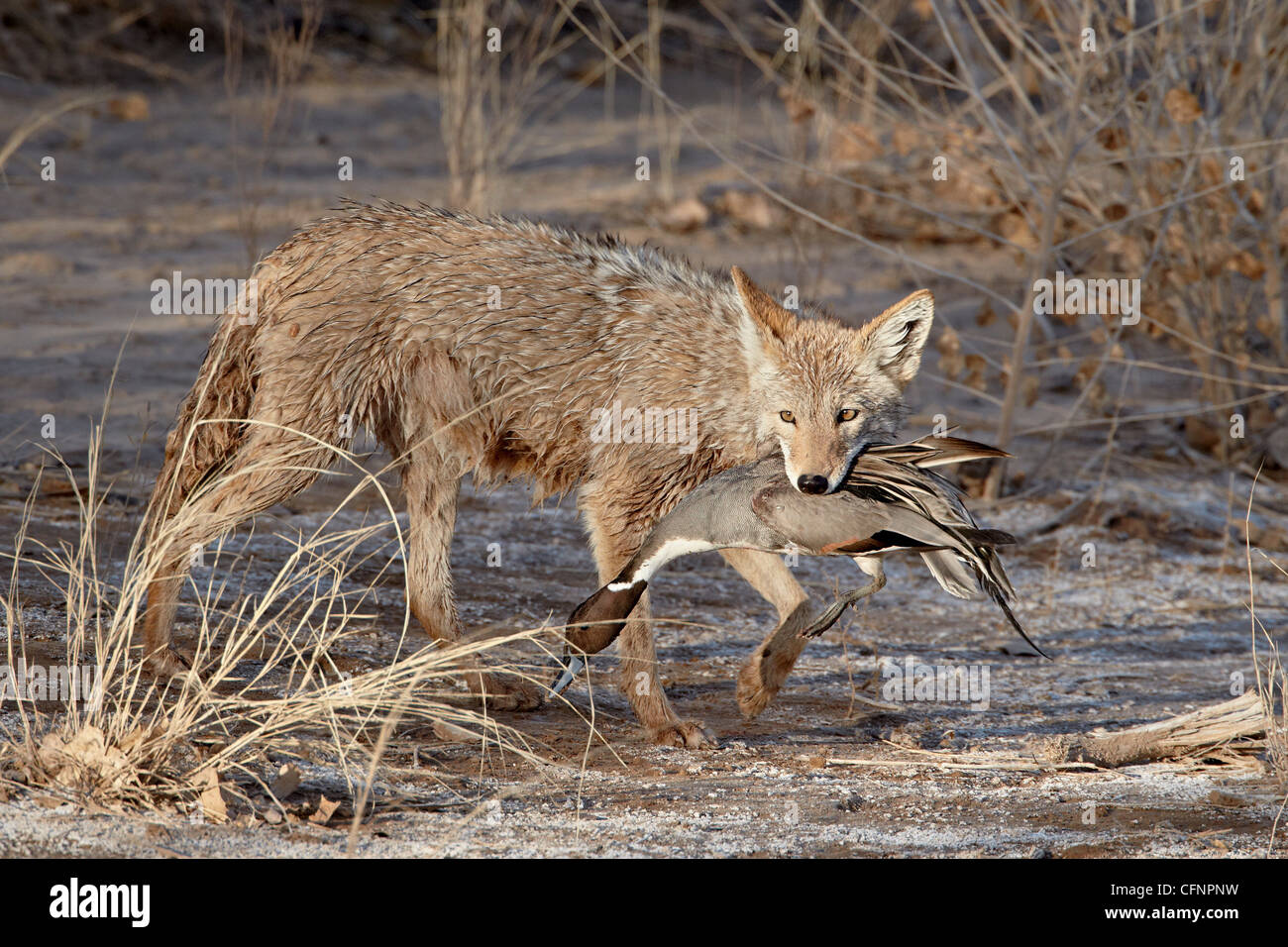Le Coyote (Canis latrans), Nouveau Mexique, États-Unis d'Amérique, Amérique du Nord Banque D'Images