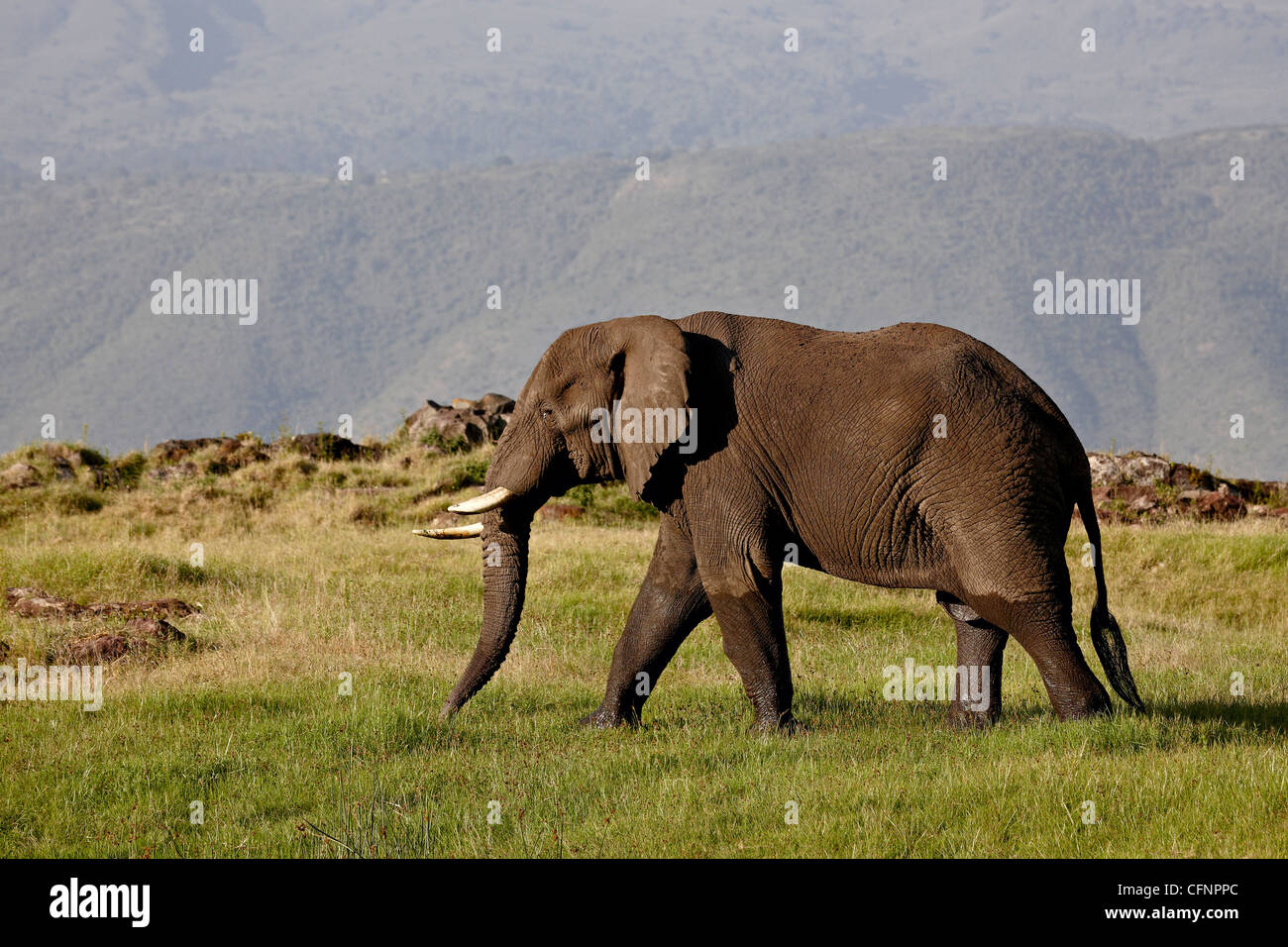 L'éléphant africain (Loxodonta africana), le cratère du Ngorongoro, Site du patrimoine mondial de l'UNESCO, la Tanzanie, l'Afrique de l'Est, l'Afrique Banque D'Images