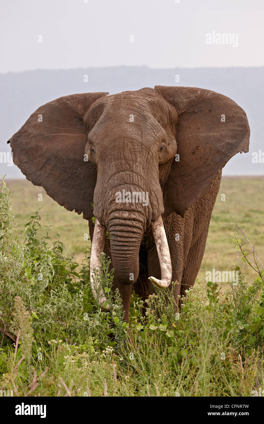 L'éléphant africain (Loxodonta africana), Tanzanie, Afrique orientale, Afrique du Sud Banque D'Images