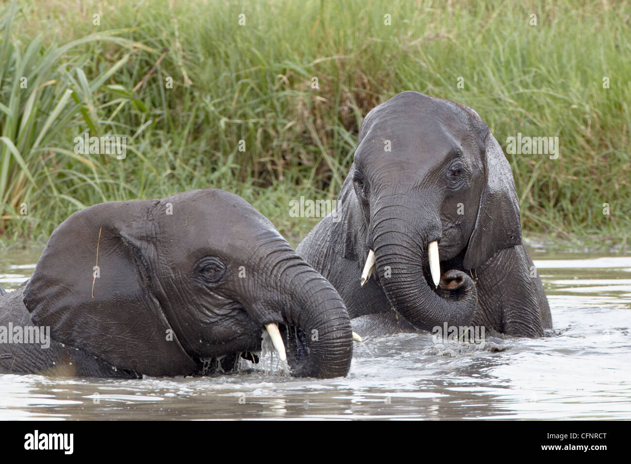 Deux jeunes de l'éléphant africain (Loxodonta africana), Tanzanie, Afrique orientale, Afrique du Sud Banque D'Images