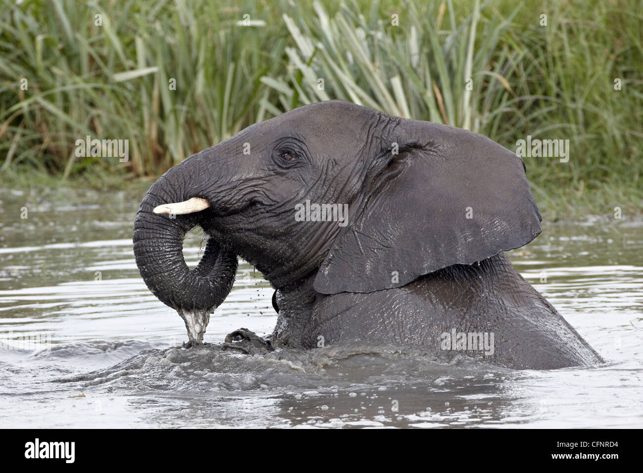 Young African elephant (Loxodonta africana), Tanzanie, Afrique orientale, Afrique du Sud Banque D'Images