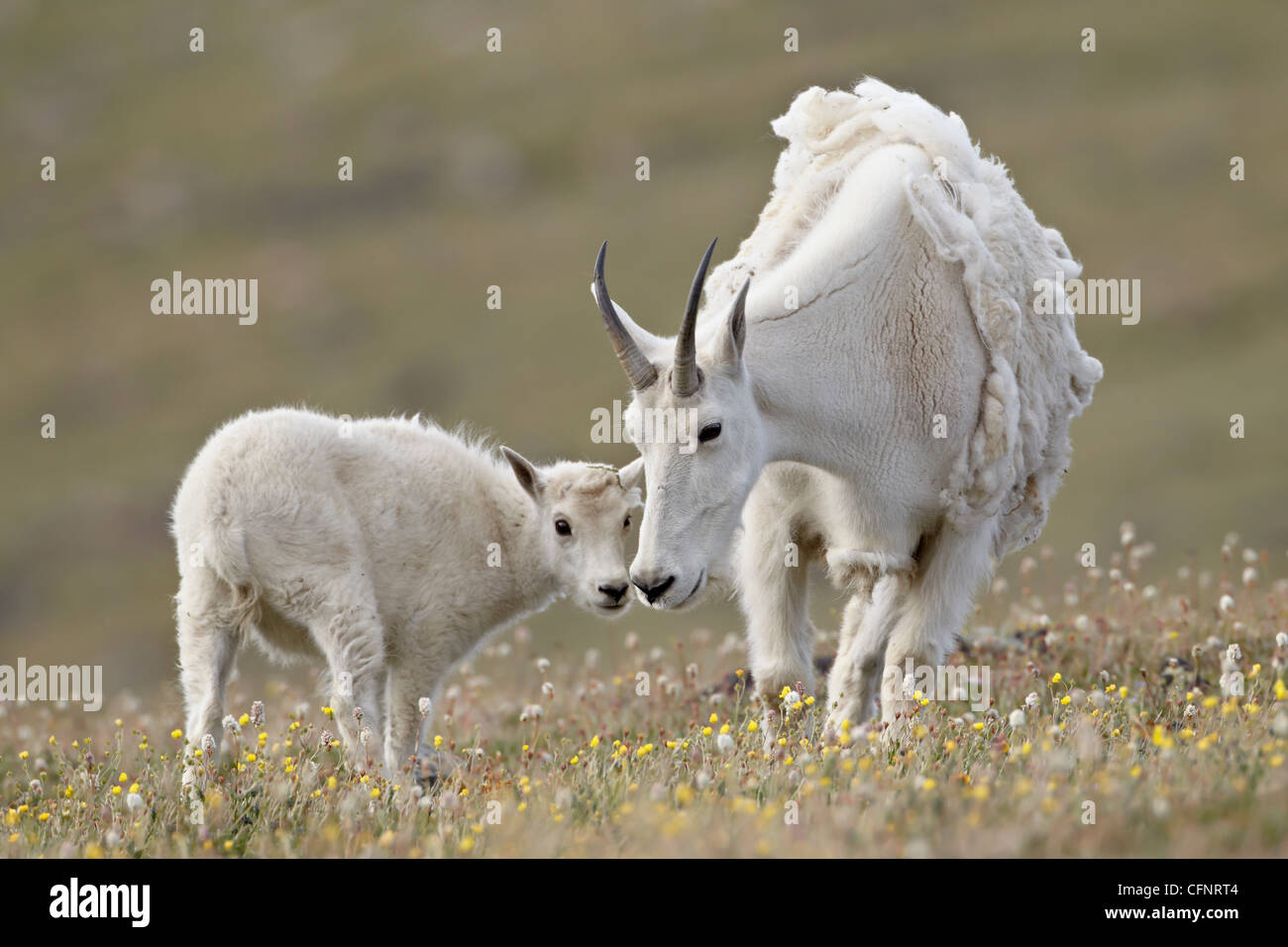 La chèvre de montagne (Oreamnos americanus) nounou et kid, forêt nationale de Shoshone, Wyoming, États-Unis d'Amérique, Amérique du Nord Banque D'Images