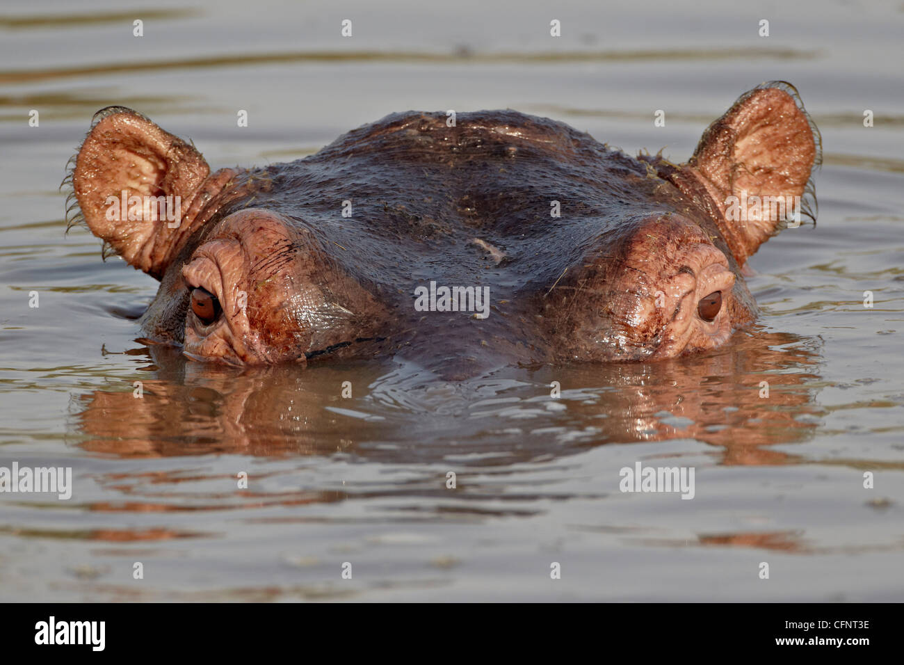 Hippopotame (Hippopotamus amphibius), Parc National de Serengeti, Tanzanie, Afrique orientale, Afrique du Sud Banque D'Images
