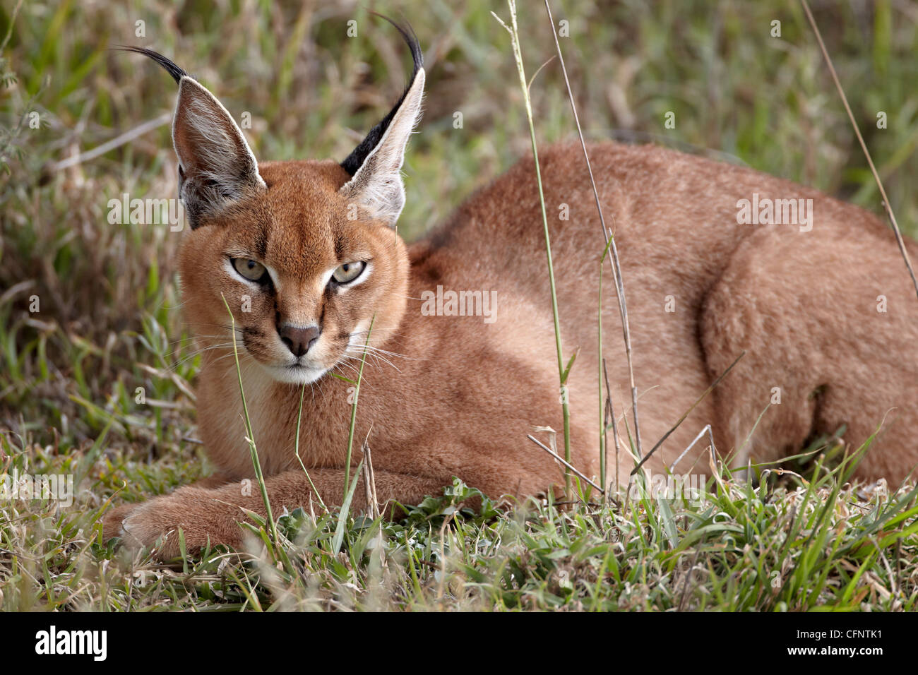 Caracal (Caracal caracal), Parc National de Serengeti, Tanzanie, Afrique orientale, Afrique du Sud Banque D'Images