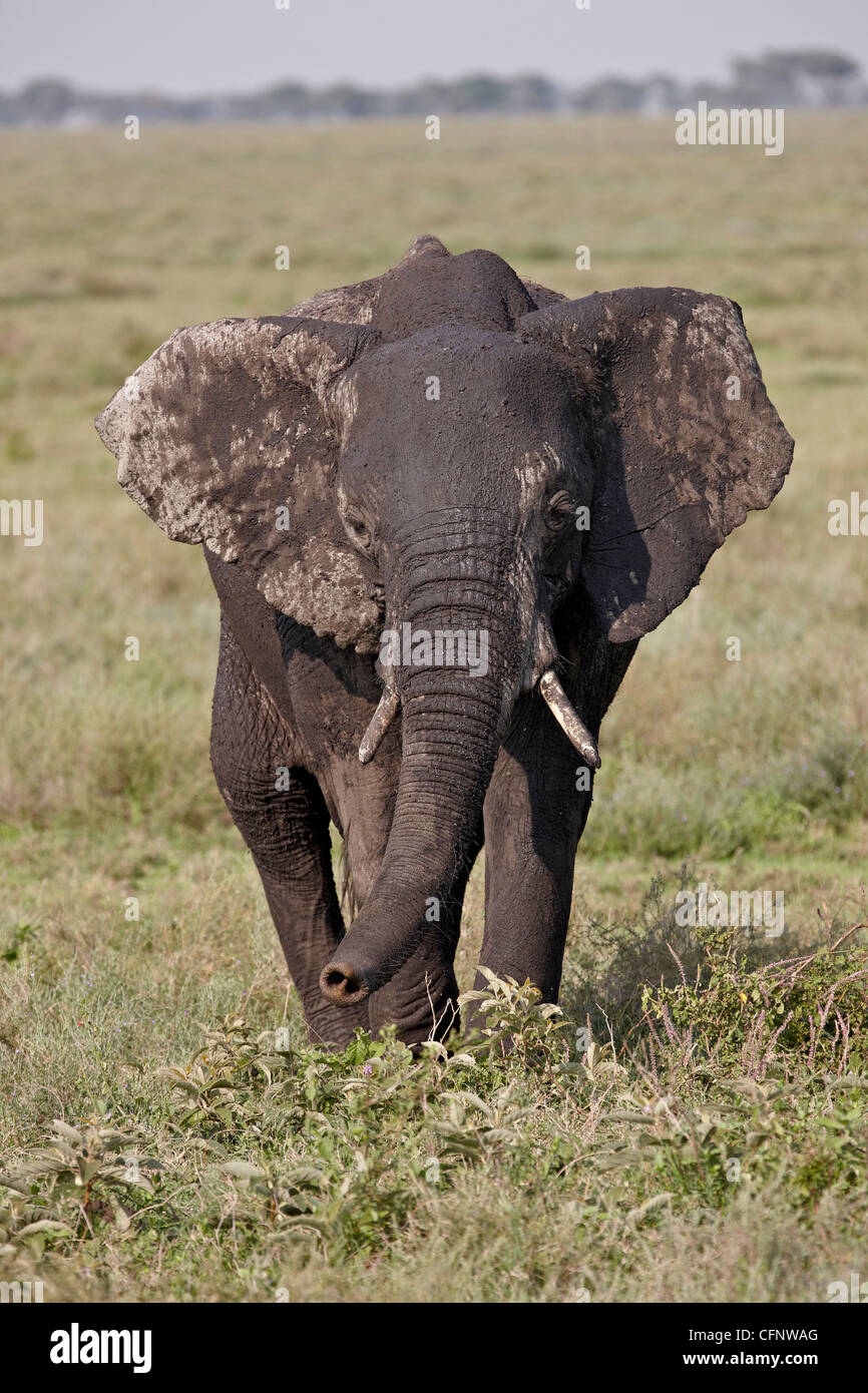 L'éléphant africain (Loxodonta africana), le Parc National du Serengeti, Tanzanie, Afrique orientale, Afrique du Sud Banque D'Images
