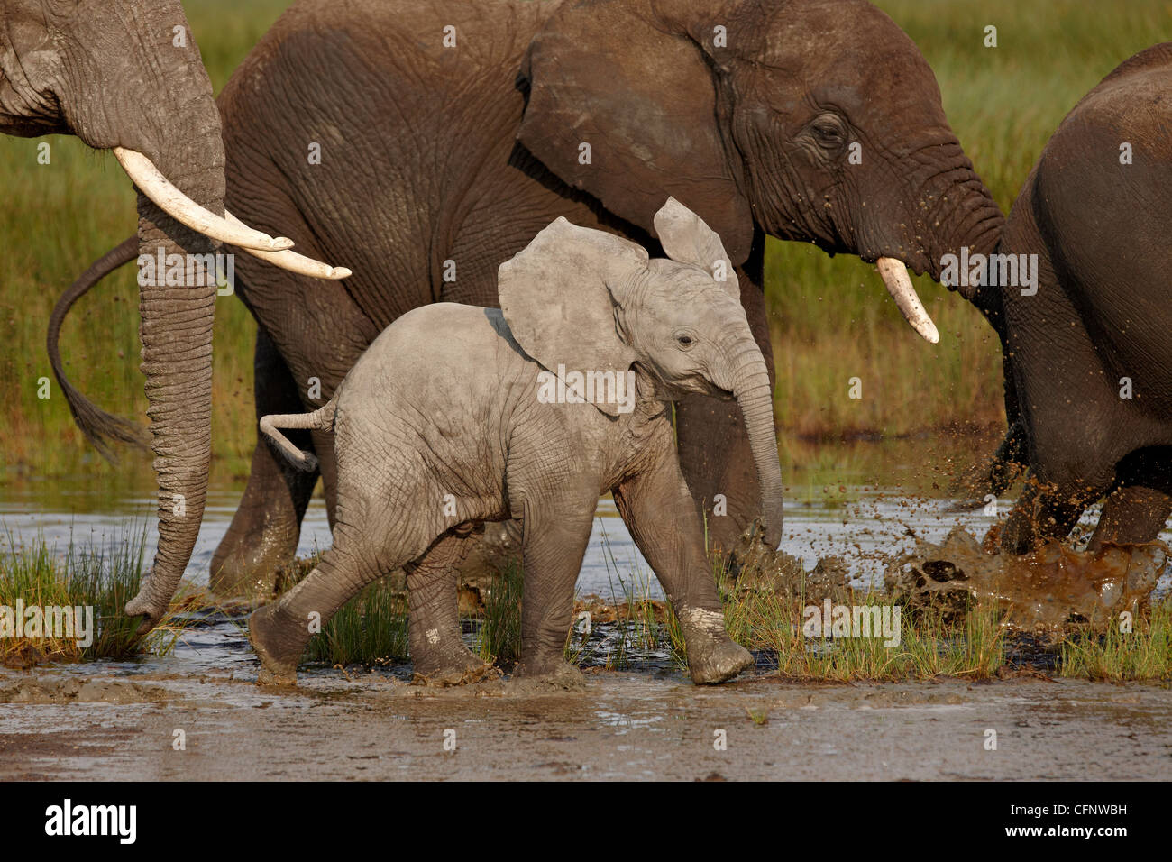 Bébé éléphant africain (Loxodonta africana), le Parc National du Serengeti, Tanzanie, Afrique orientale, Afrique du Sud Banque D'Images