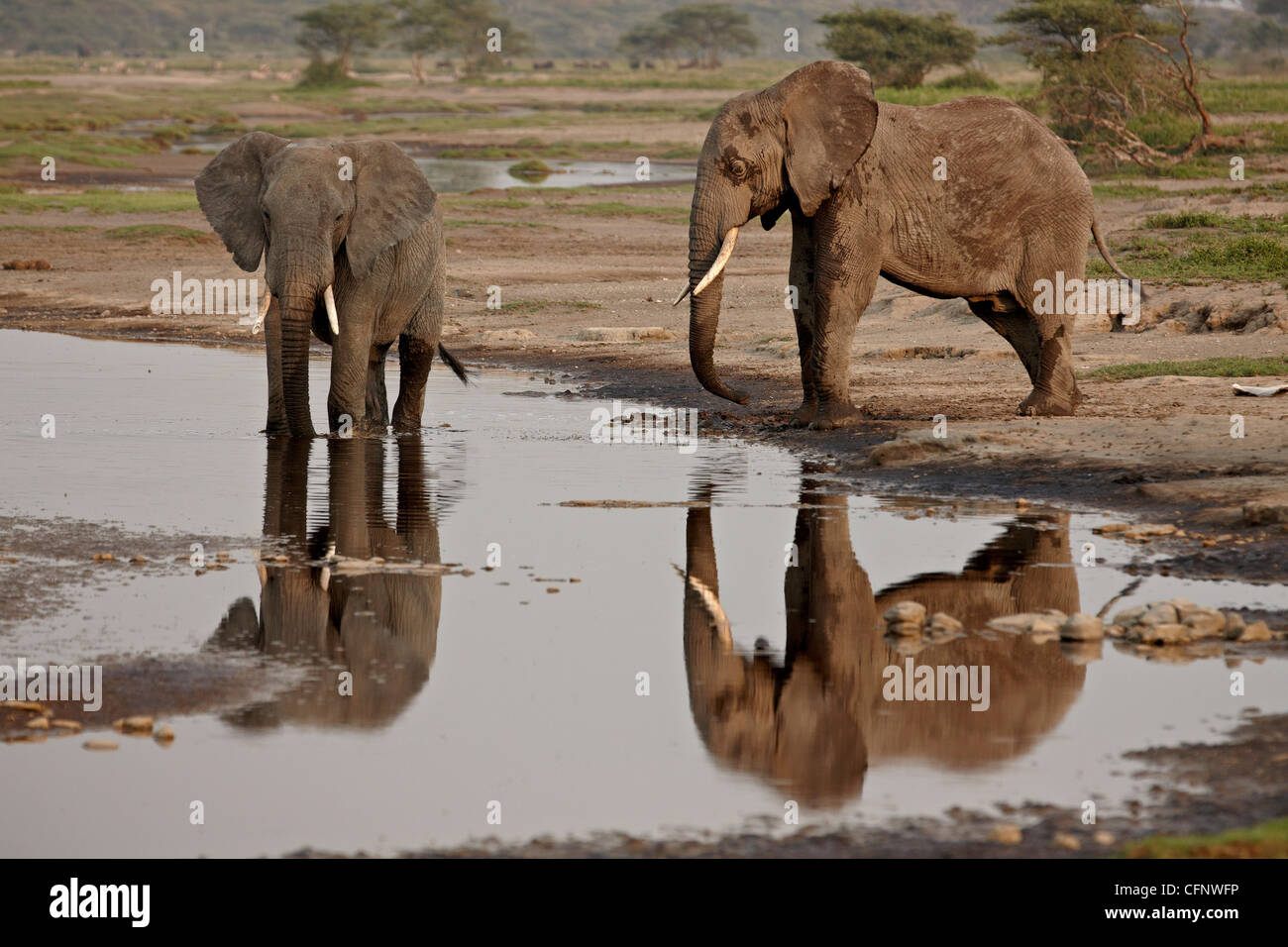 Deux African elephant (Loxodonta africana) de boire, le Parc National du Serengeti, Tanzanie, Afrique orientale, Afrique du Sud Banque D'Images