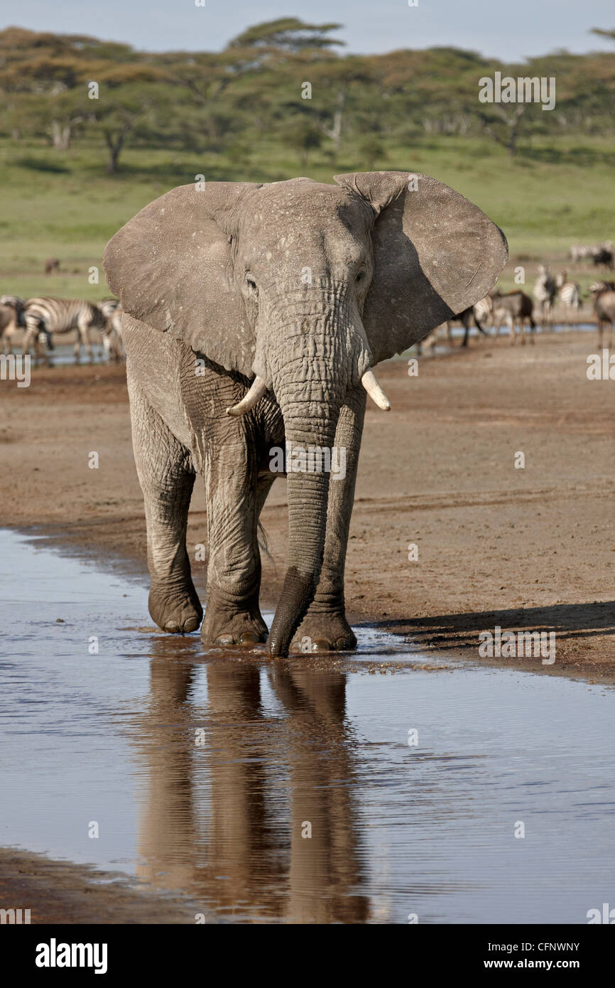 L'éléphant africain (Loxodonta africana) debout dans un petit cours d'eau, le Parc National de Serengeti, Tanzanie, Afrique orientale, Afrique du Sud Banque D'Images