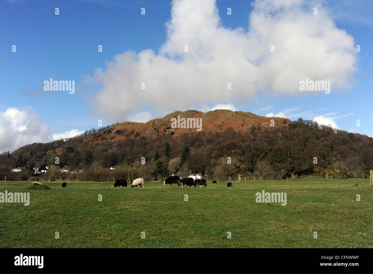 Paysage panoramique avec près de Ambleside Cumbria dans le Lake District UK Banque D'Images