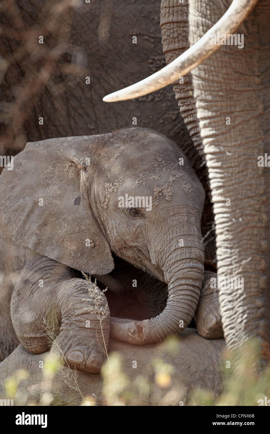 Bébé éléphant africain (Loxodonta africana), Kruger National Park, Afrique du Sud, l'Afrique Banque D'Images