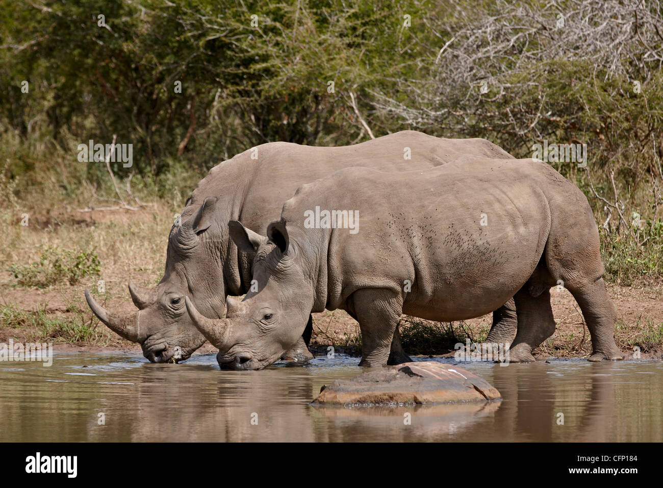 Deux rhinocéros blanc (Ceratotherium simum) boire, Kruger National Park, Afrique du Sud, l'Afrique Banque D'Images