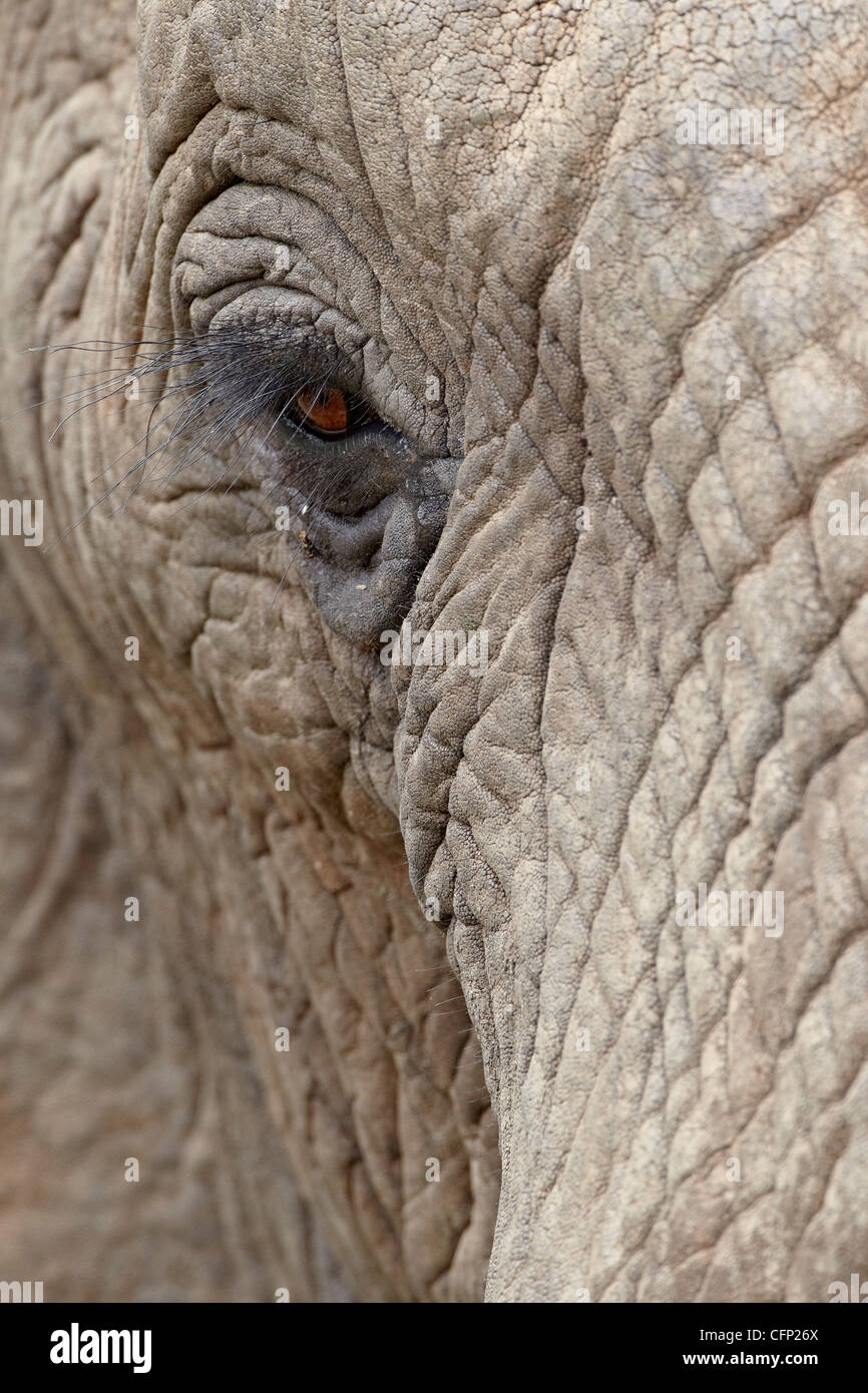 L'éléphant africain (Loxodonta africana) eye, Imfolozi Game Reserve, Afrique du Sud, l'Afrique Banque D'Images