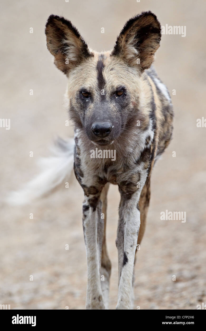 Chien sauvage d'Afrique (African Hunting dog) (Cap) chien de chasse (Lycaon pictus), Hluhluwe Game Reserve, Afrique du Sud, l'Afrique Banque D'Images