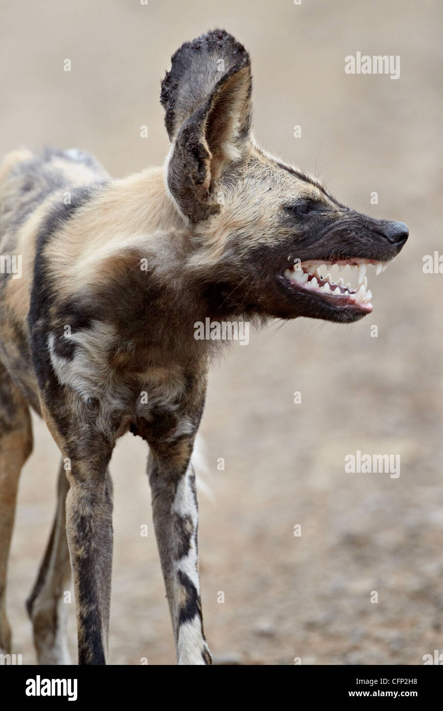 Chien sauvage d'Afrique (African Hunting dog) (Cap) chien de chasse (Lycaon pictus), Hluhluwe Game Reserve, Afrique du Sud, l'Afrique Banque D'Images