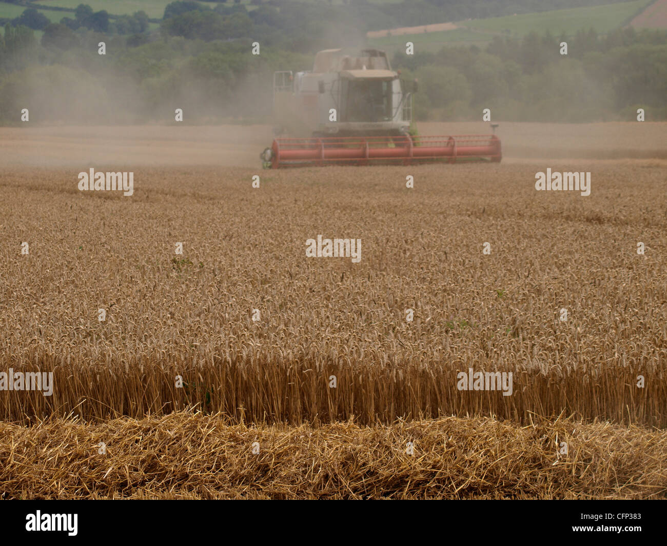 Farmer combinant ses récoltes créer beaucoup de poussière, UK Banque D'Images