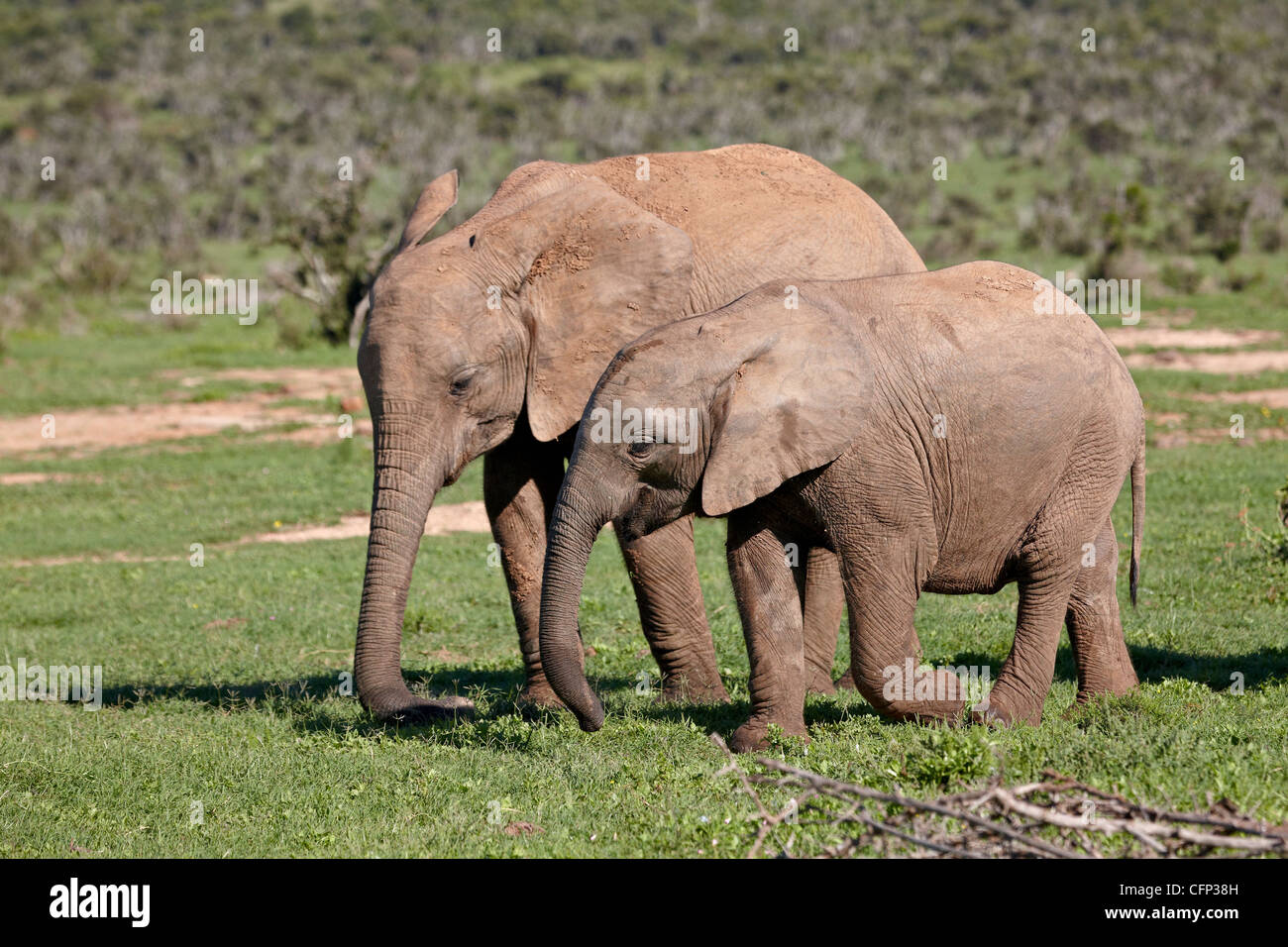 Deux jeunes African elephant (Loxodonta africana) queue, Addo Elephant National Park, Afrique du Sud, l'Afrique Banque D'Images