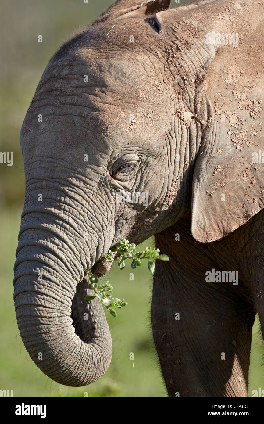 Young African elephant (Loxodonta africana) alimentation, Addo Elephant National Park, Afrique du Sud, l'Afrique Banque D'Images