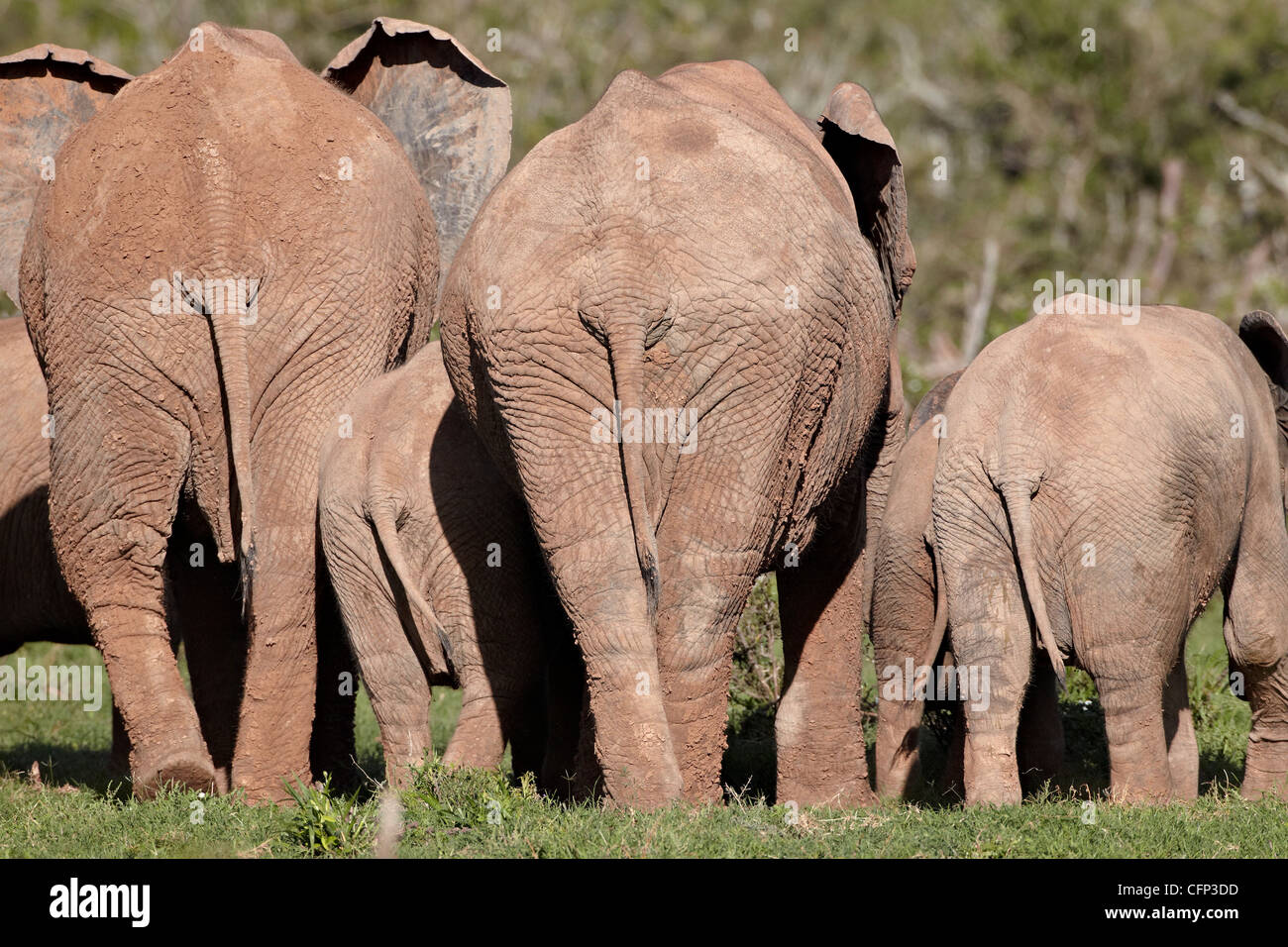 Groupe d'éléphant africain (Loxodonta africana) de l'arrière, l'Addo Elephant National Park, Afrique du Sud, l'Afrique Banque D'Images