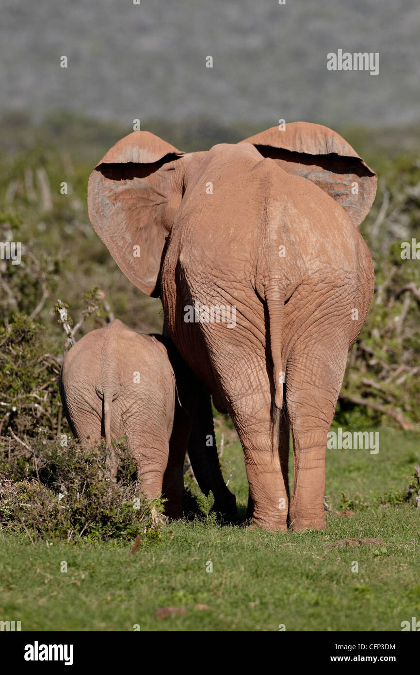L'éléphant africain (Loxodonta africana) mère et son petit, l'Addo Elephant National Park, Afrique du Sud, l'Afrique Banque D'Images