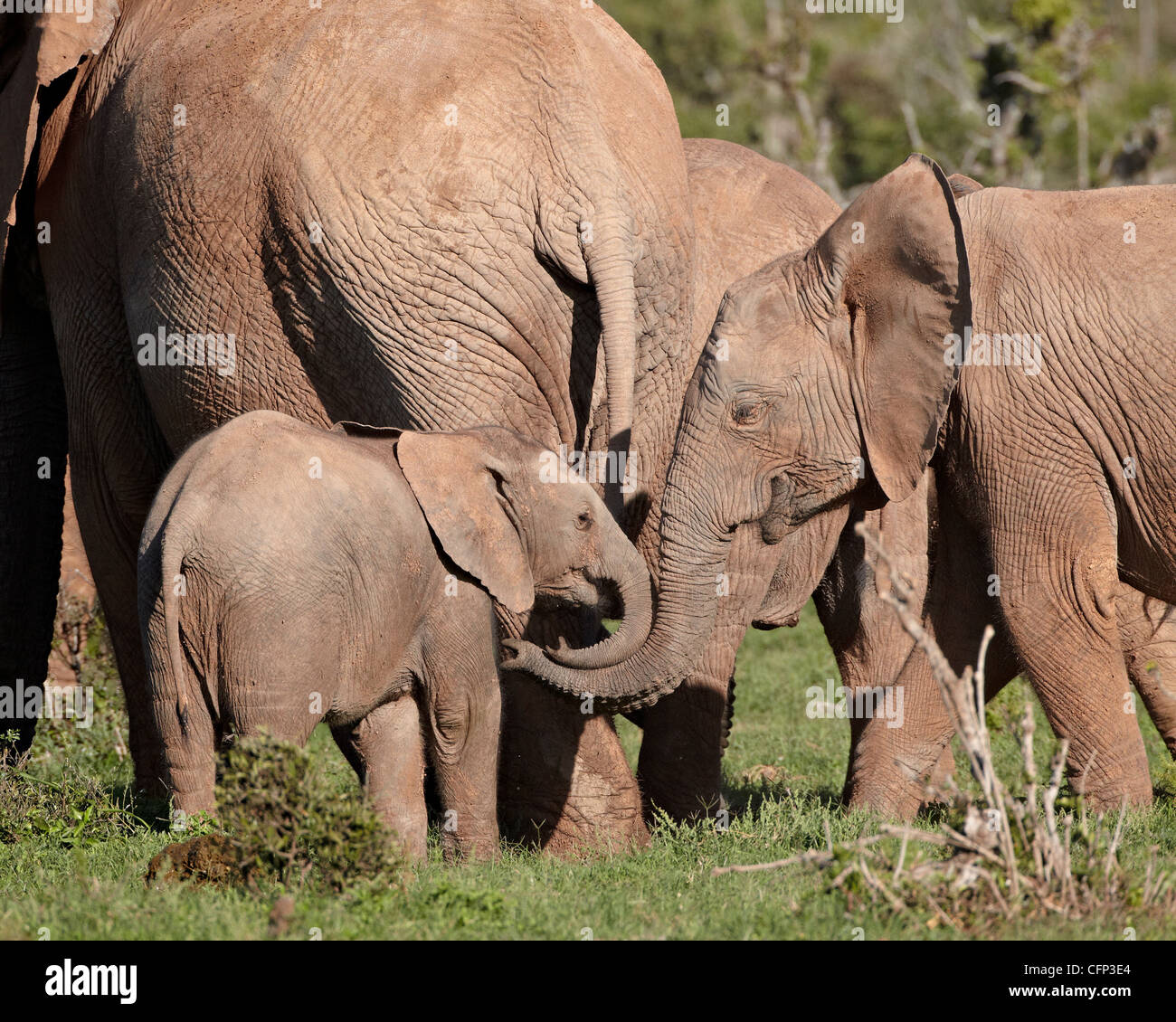 Groupe d'éléphant africain (Loxodonta africana) y compris les jeunes, l'Addo Elephant National Park, Afrique du Sud, l'Afrique Banque D'Images